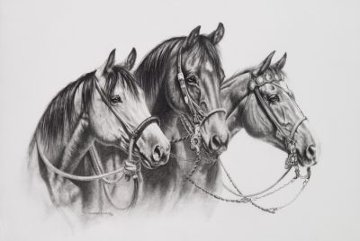 equestrian western art print by Calgary Artist Shannon Lawlor