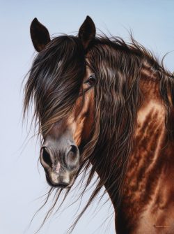 equestrian statement art print by Calgary artist Shannon Lawlor