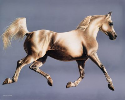 Grey Arabian Polish Stallion art original painting by Calgary Artist Shannon Lawlor